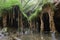 natural rock formation that looks like a series of vines or roots, with water droplets hanging from the tips