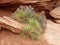 Natural rock garden at Canyonlands National Park, Utah