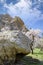 Natural rock stones and blossoming cherry trees in Afyon, Turkey