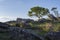 Natural rocky landscape with tall grass, tree and blue sky