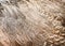 Natural rooster bantam fur texture , beautiful animal skin patterns for background