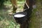 Natural rubber latex trapped from rubber tree,