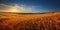 Natural rural panoramic landscape Golden straw in the 1690446885334 4