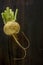 Natural rustic strong and tasty turnip just gathered in garden