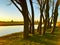 Natural saplings at sunset on a Dutch canal between the mills