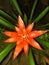 Natural scarlet star in a garden