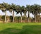 Natural scenario coconut trees and greenary with beautiful sky background