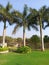 Natural scenario coconut trees and greenary with beautiful sky background