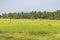 Natural scene of greenery paddy farm with coconut trees plantation in background looking beautiful.