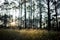 Natural scene of pine forest with sunlight shinning over grass field