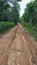 the natural scenery behind the connecting road between the plantations of transmigration residents