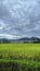 Natural scenery, rice fields accompanying lonely trees