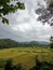 natural scenery with rice fields full of yellow rice ready to be harvested