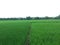 natural scenery of rice plants in a village in Central Java province