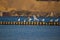 A natural scenery of sea birds sitting on an old breakwater poles