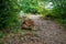 Natural scenery of an uphill forest trail