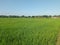 Natural scenery of the village with a stretch of rice plants in the rice fieldsï¿¼