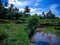 Natural Scenery Of Watering Rice Fields With Wild Santen Tree On A Sunny Day At Ringdikit Village