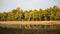 A natural scenic landscape view of trees in forest