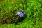 Natural scilla flower with vibrant moss microgreens on a background. Gentian-blue on a green color