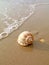 Natural Scotch Bonnet Sea Shell Isolated on Wet Sand Beach in the Sunlight