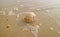 Natural Scotch Bonnet Sea Shell  on Wet Sand Beach with Sea Foam in Sunlight