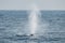 Natural sea fountain - blue whale breath