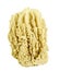 Natural Sea Sponge isolated