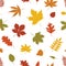 Natural seamless pattern with autumn fallen leaves of forest trees on white background. Bright colored botanical