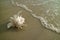 Natural Seashell on the Beach approaching by Bubble of Sea Wave, Thailand