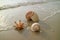 Natural seashells with sea foam on the sunshine beach