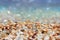 Natural seashells on the sea shore