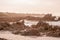 Natural sepia scene of the Indian Ocean at Pringle Bay