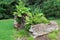 Natural setting of grassy lawn with old tree stumps and plants growing out from their centers.