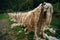 Natural sheep fur, drying in the open air, preparation for the production of products. Traditional work of the mountain regions of