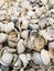 Natural Shell background, texture. Many seashells top view. Shallow dof