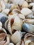 Natural Shell background, texture. Many seashells top view. Shallow dof