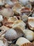 Natural Shell background, texture. Many seashells top view. Shallow dof