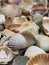 Natural Shell background, texture. Many seashells top view. Shallow dof