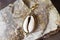 Natural shell in brass decorative frame pendant