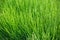 Natural short grass background