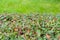 Natural shrub fence and fresh spring grass for display montages. Selective focus