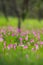 Natural Siam Tulips in the mist at the forest