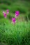 Natural Siam Tulips in the mist at the forest