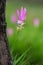 Natural Siam Tulips in the mist at the forest