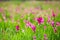 Natural Siam Tulips in the mist at the forest