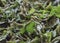 Natural silk farming and handcrafted manufacture of silk artifacts - juvenile silkworms munching on mulberry leaves