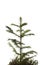 Natural small Christmas fir tree