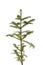 Natural small Christmas fir tree