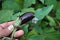 Natural small eggplant, eggplant cultivation in the garden